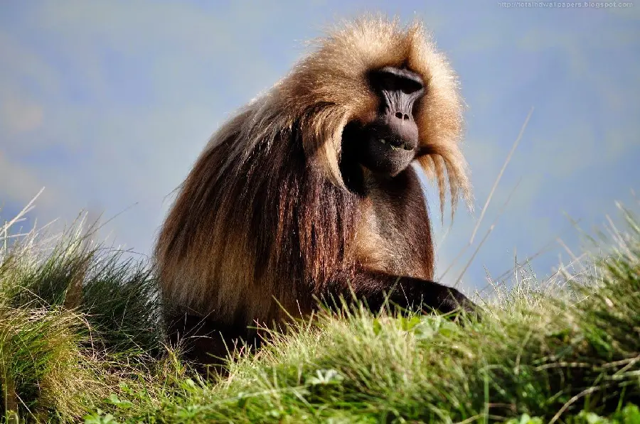Picture of a large baboon in nature