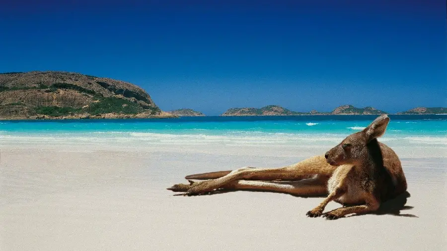Kangaroo resting on the Australian coast