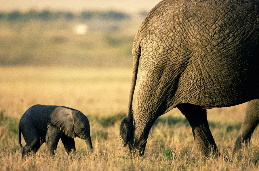 Wildlife