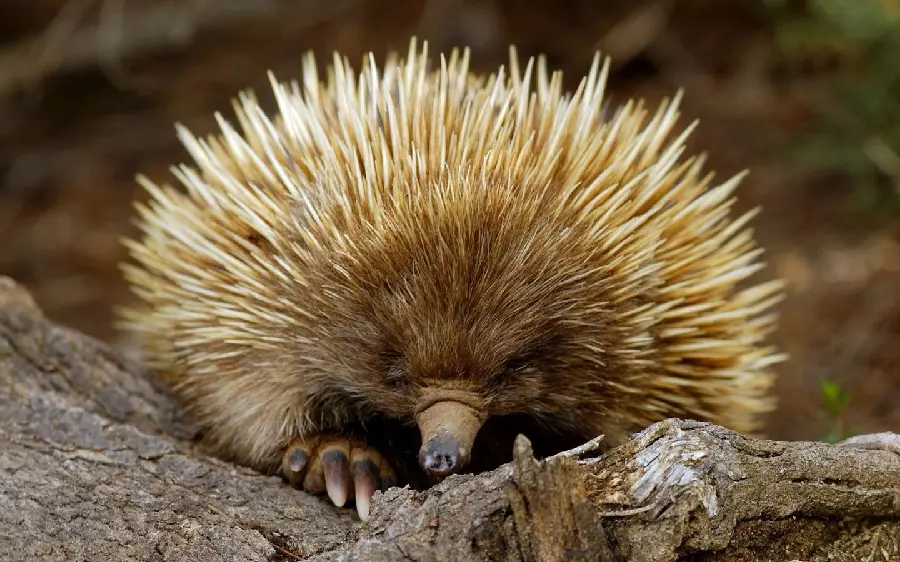 Australian Animals Hedgehog Photo