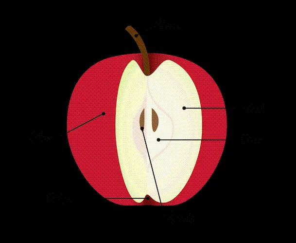 PNG photo of different parts of apple