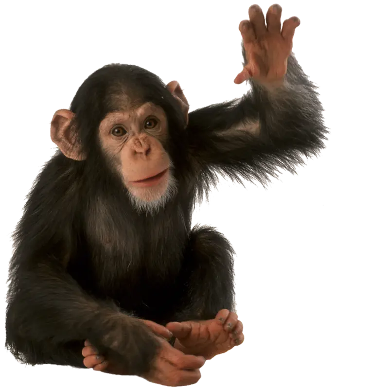 Real chimpanzee baby image cropped and png