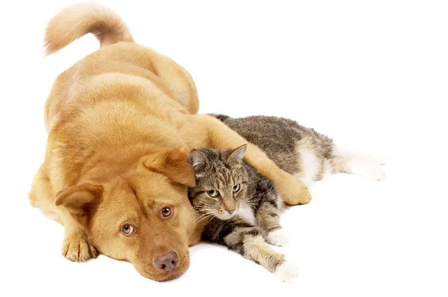 Cat and Dog Profile Picture