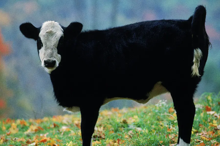 Photo of black cow in wildlife documentary