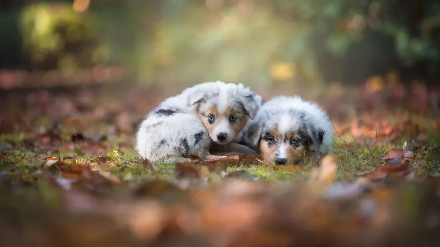 Animal wallpaper of Australian Shepherd Dog