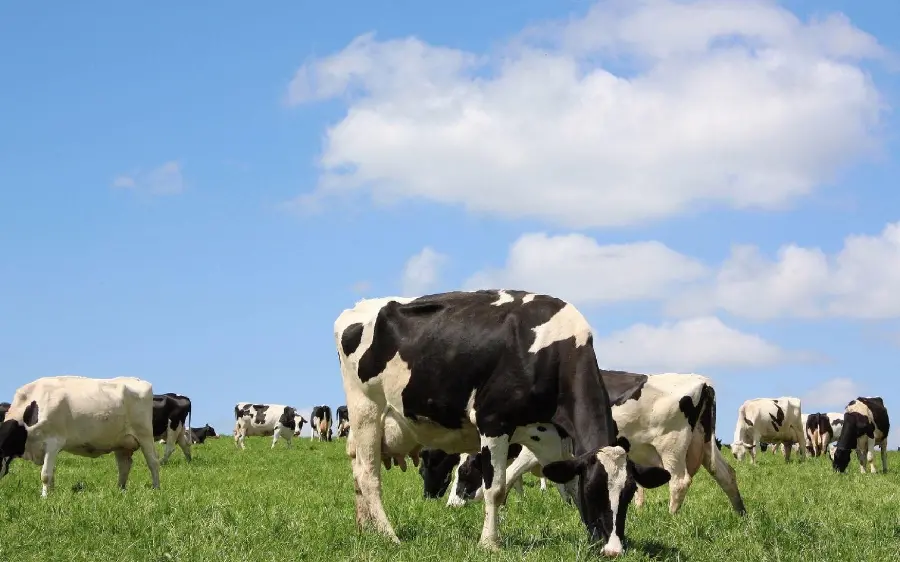 Black and White Dairy Cows Farm