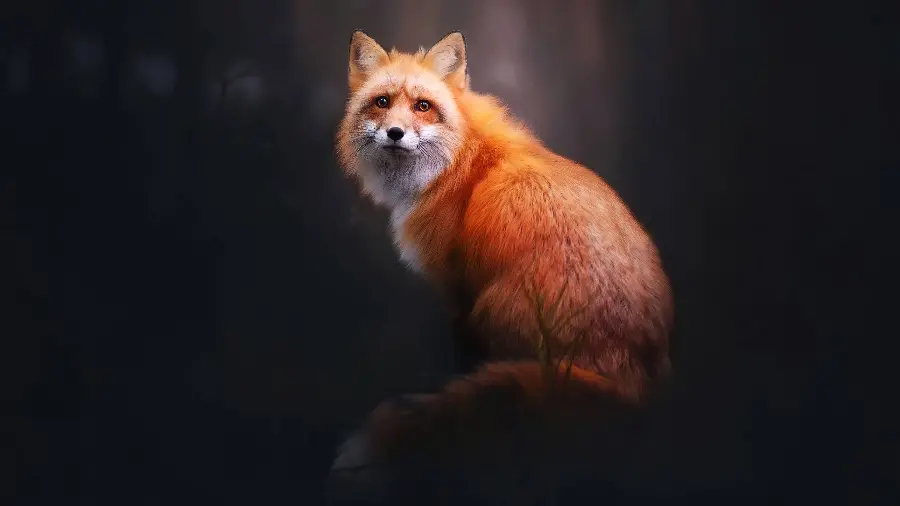 Attractive and spectacular wallpaper of a fox painting staring at the camera