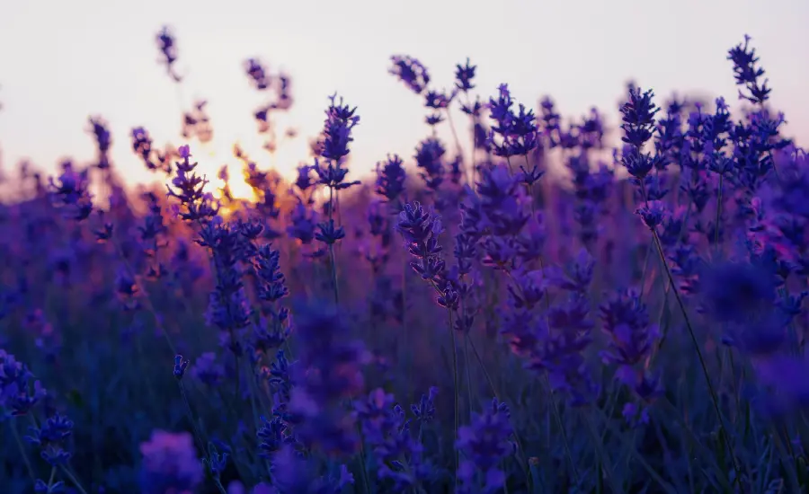High quality photo of natural purple lavender flower