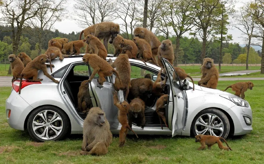 Photo of Baboons Attacking a Car
