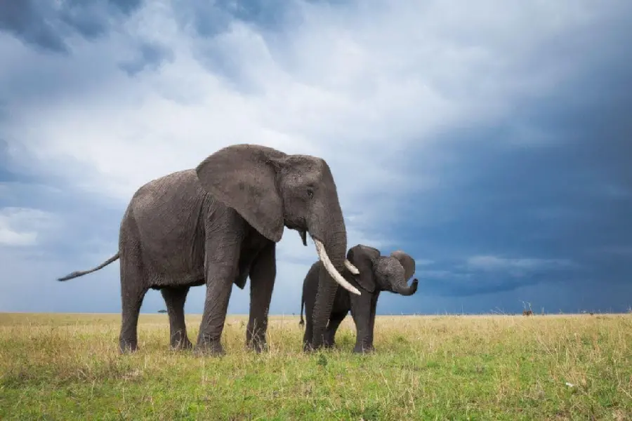 Windows desktop wallpaper of a baby elephant and pristine nature