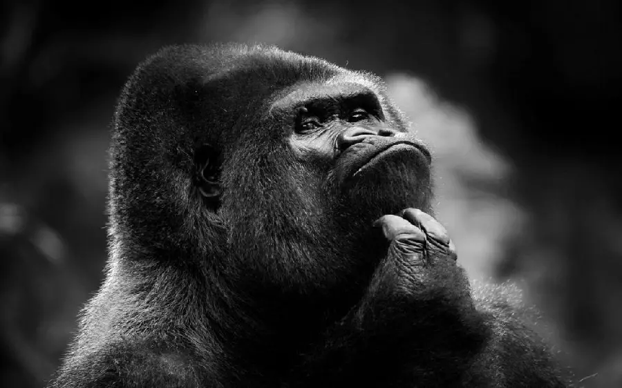 Thinking Gorilla Profile Picture