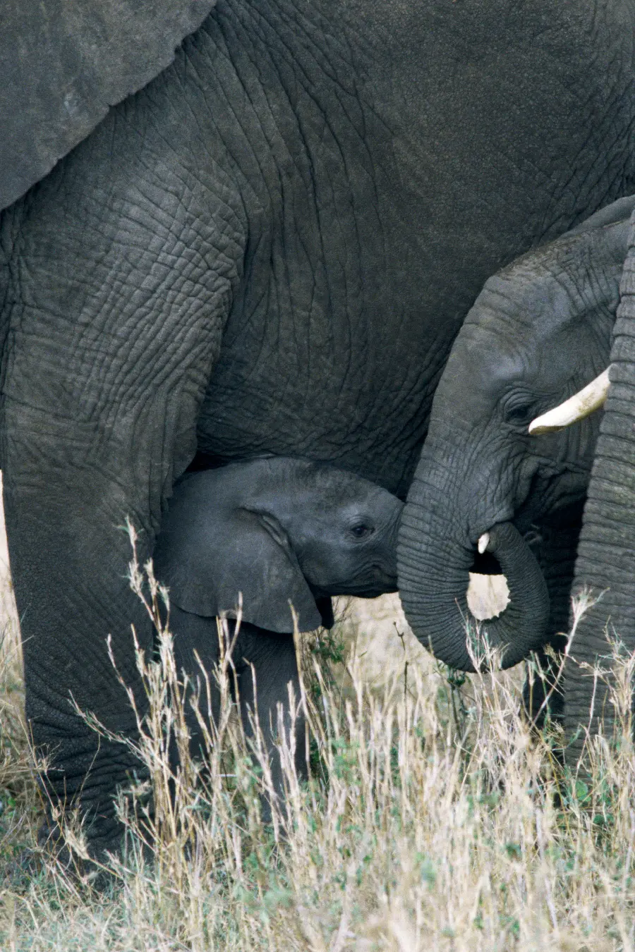 Wildlife