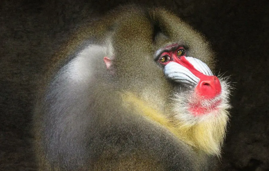 Mandrill with red nose and white face