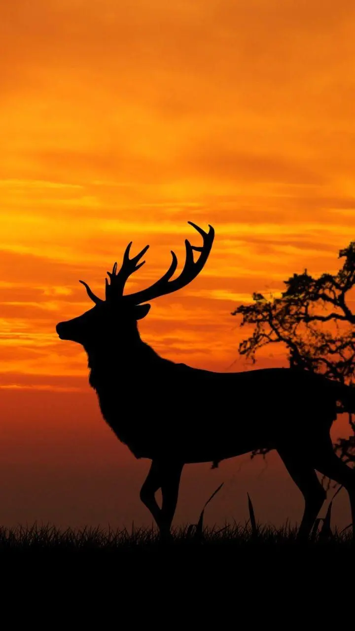Deer Photo Download Full HD Sunset
