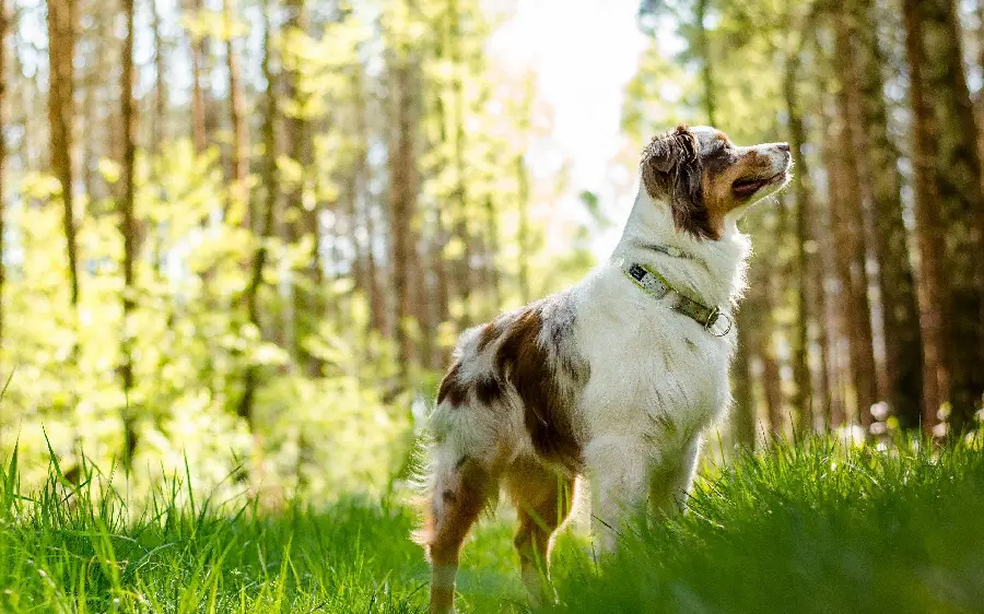 Australian Dog Domestic Animal Photo