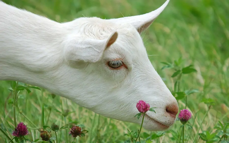 White goat head eating grass