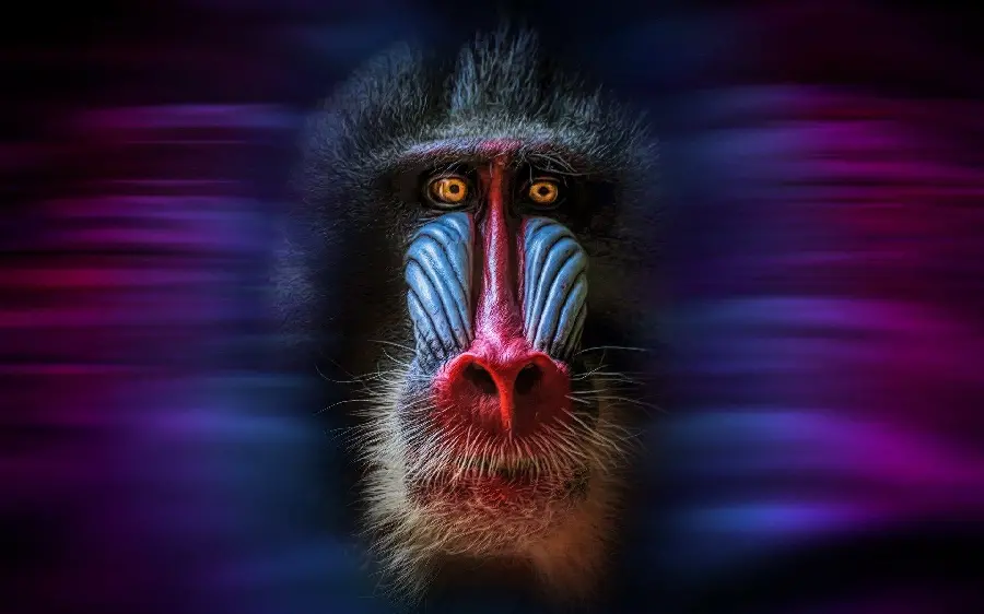 Graphic and interesting wallpaper of mandrill or king baboon animals