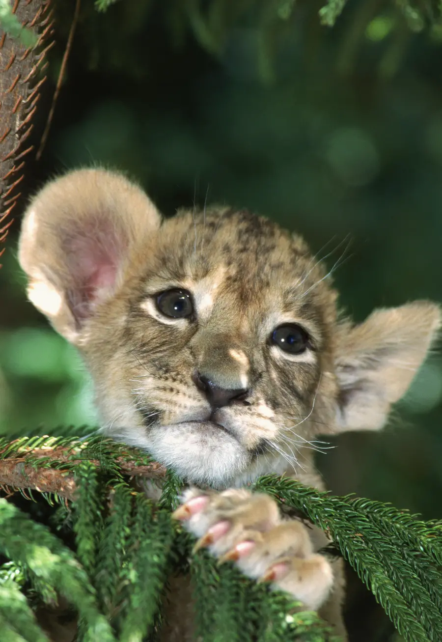 Photo of lion cub in wildlife documentary