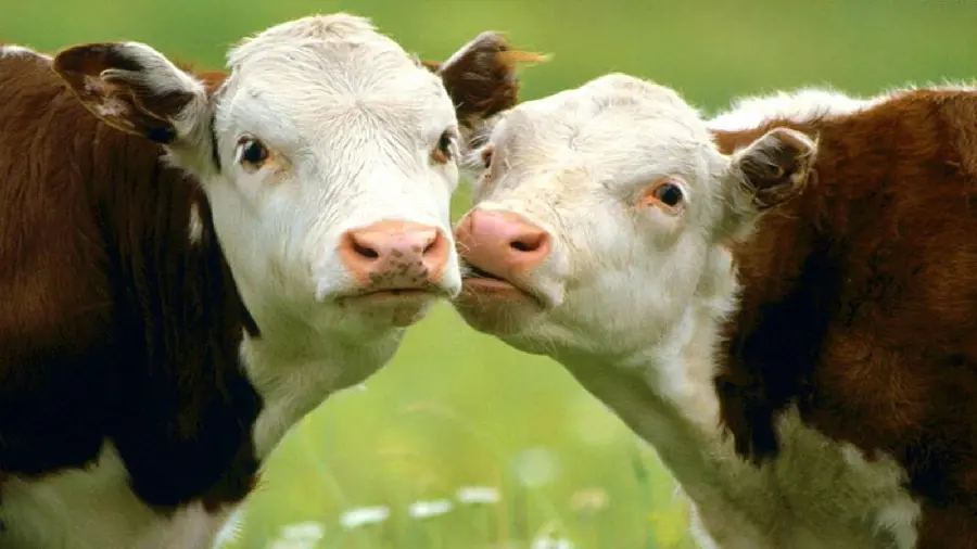 Funny Calf Profile Picture with Face