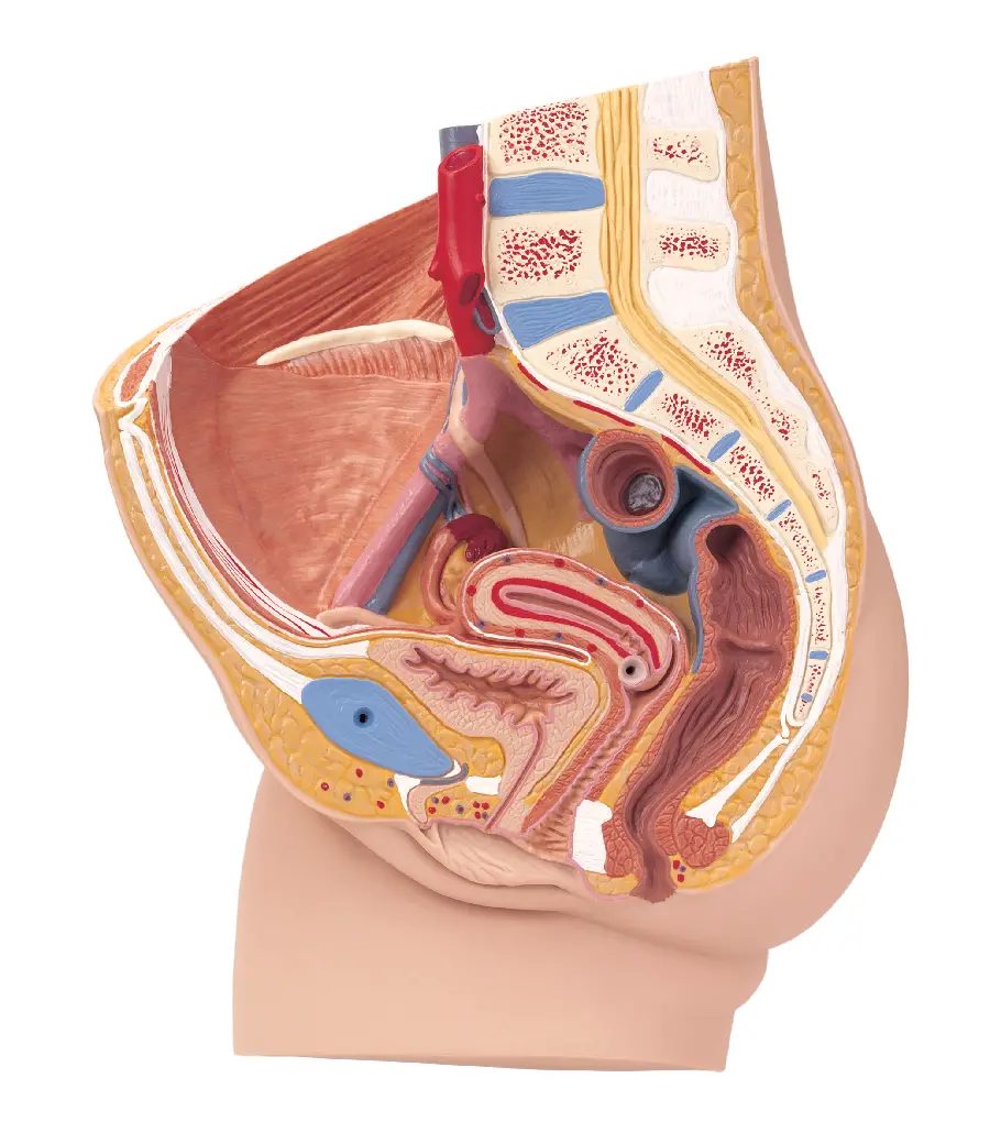 Photo of a female genitalia