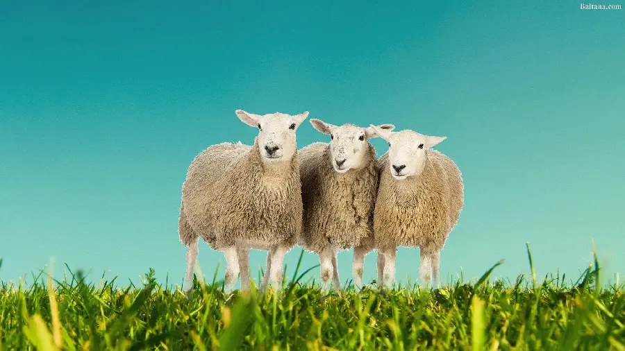 Three White Sheep Friends Cute Profile Picture