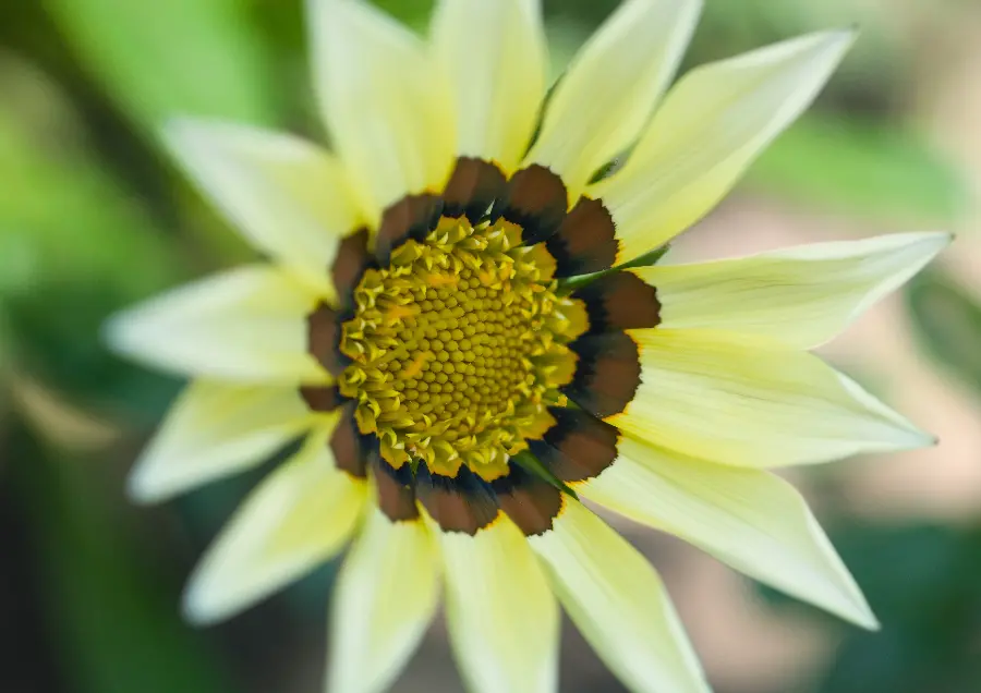 Spring flower background