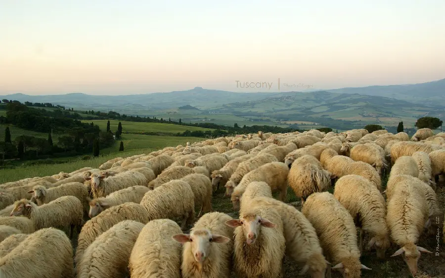 High quality and HD image of a flock of white and fluffy sheep grazing
