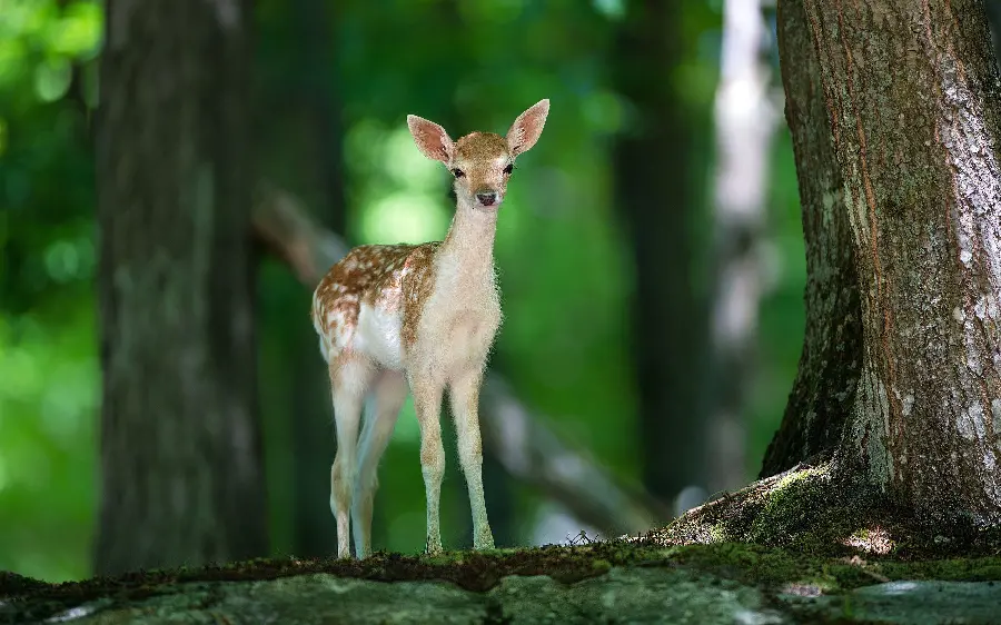 Cute and Funny Deer Profile Photo High Quality 4k