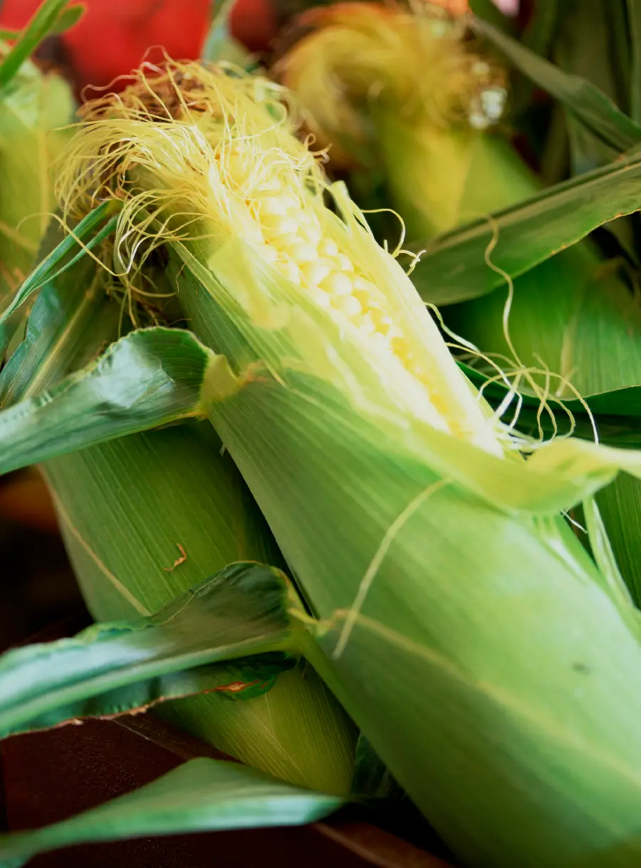 A great edited photo of fresh and sweet corn