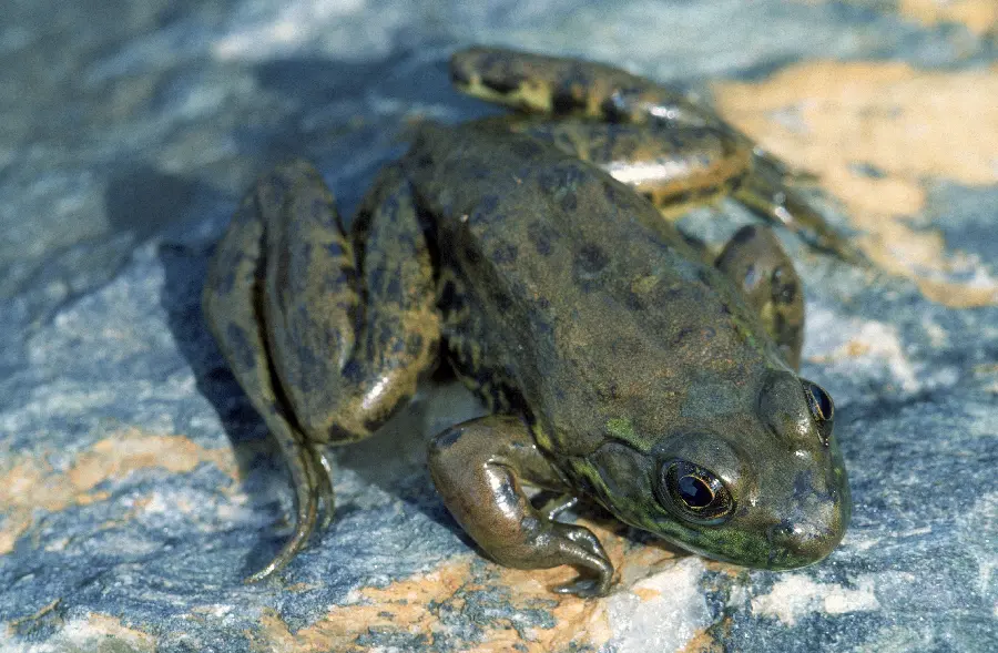 Frog in wildlife documentary
