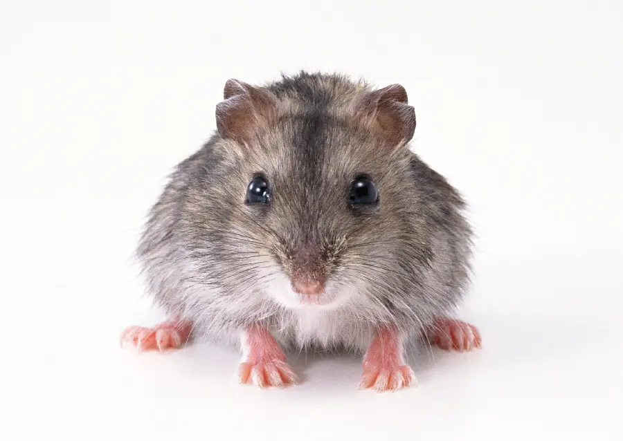 Animal Studio Photo