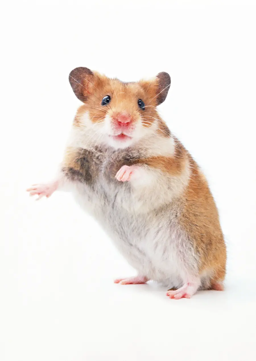 Mouse studio photo