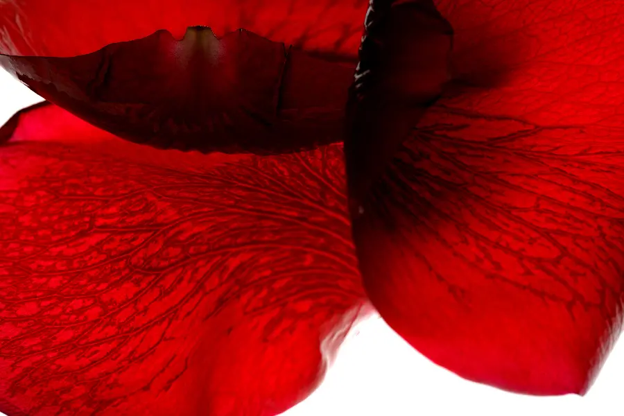 Red Rose Wallpaper