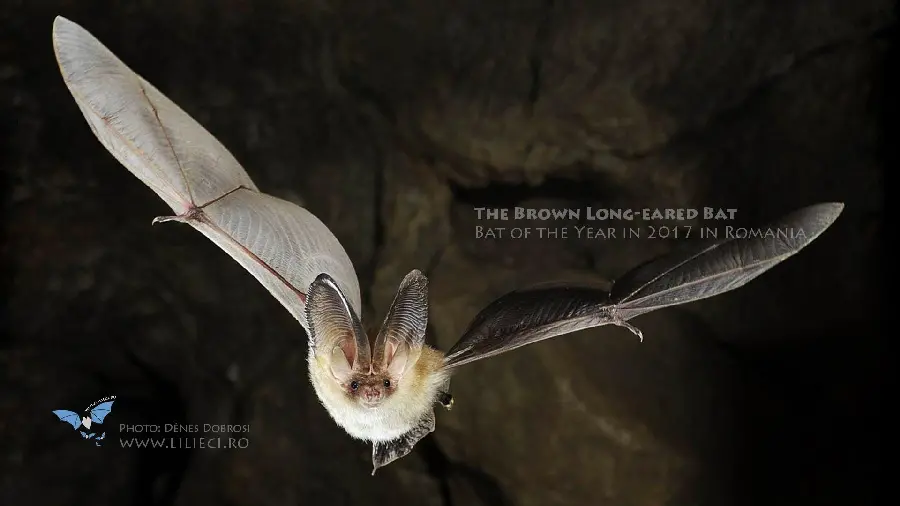 Scary Bat Photo