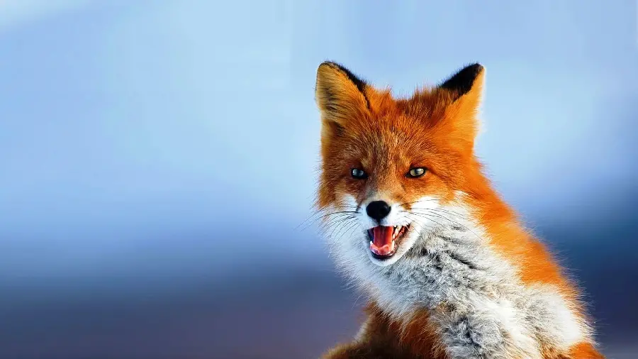 Red fox image of common and abundant species in the background of the folo