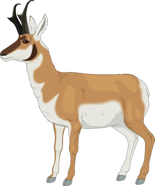 PNG painting of Ahu or Ghazal without background and background