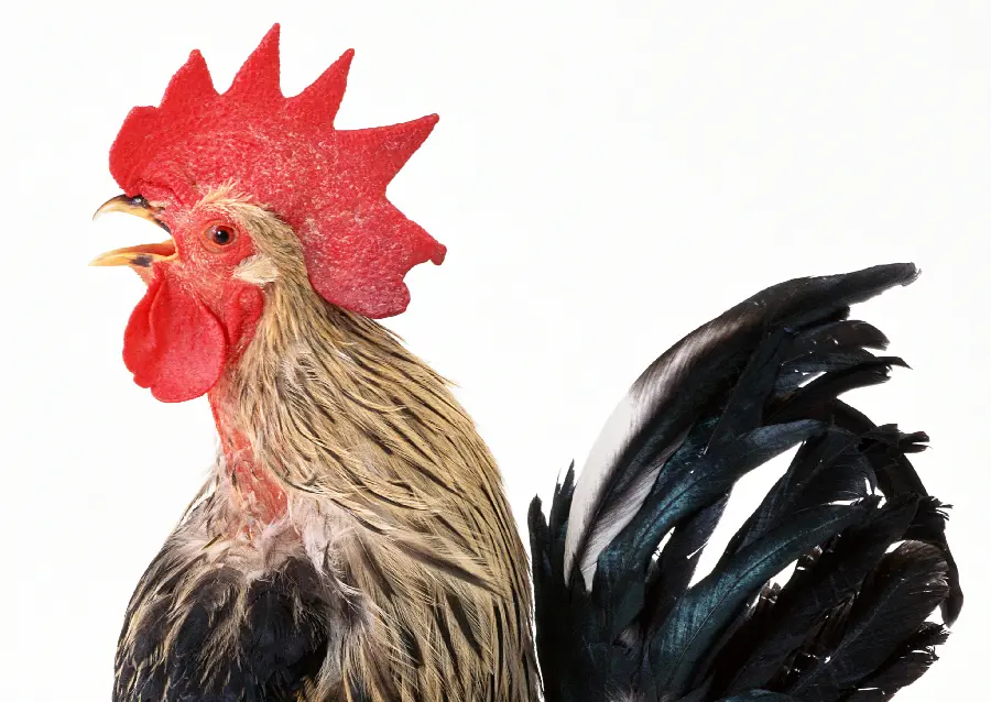 Rooster photo reading