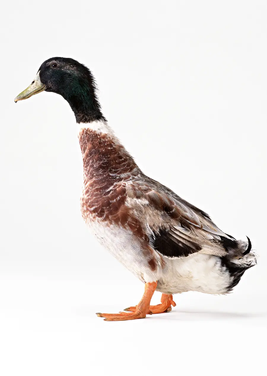 Duck studio photo
