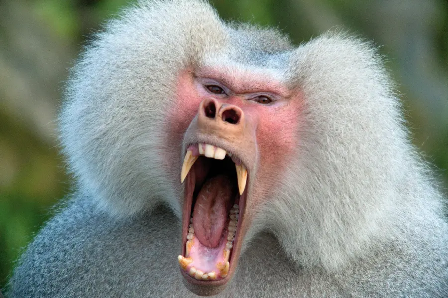 Photo of a Baboon Screaming for a Profile