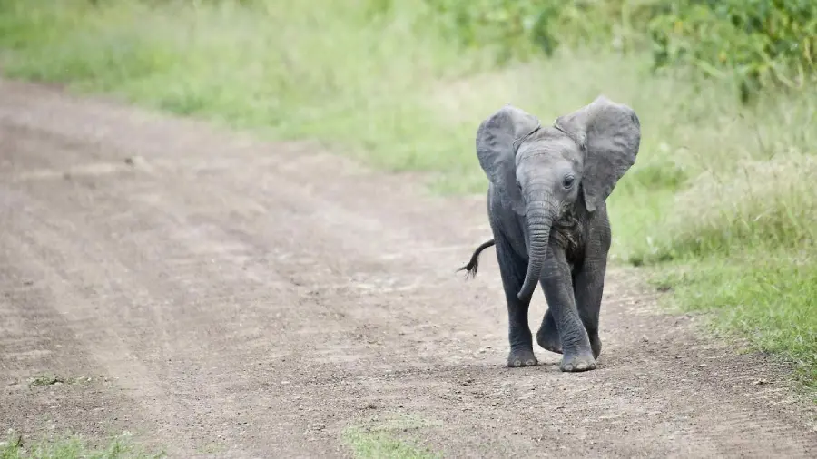 Download a real happy baby elephant running photo