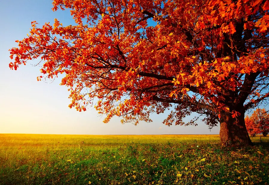 Magnificent Tree Photo for Arbor Day