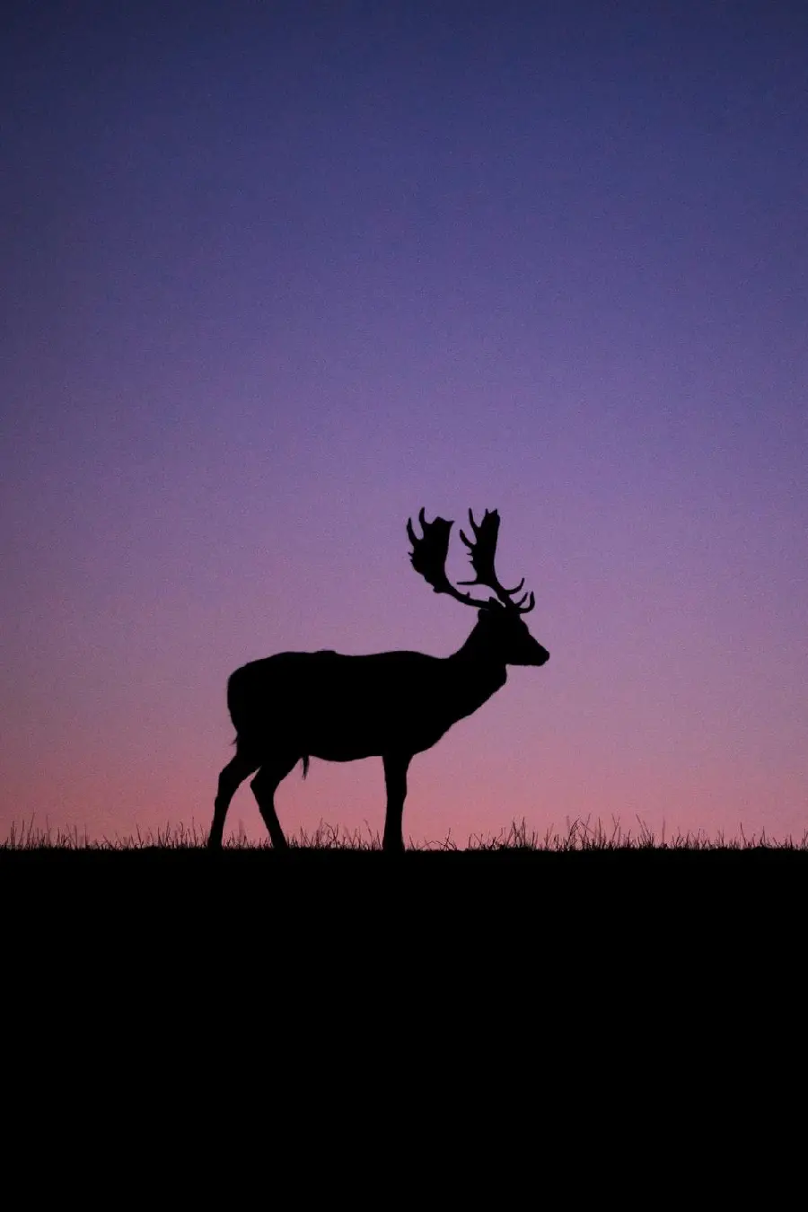 Light purple sky and reindeer background for computer and laptop background