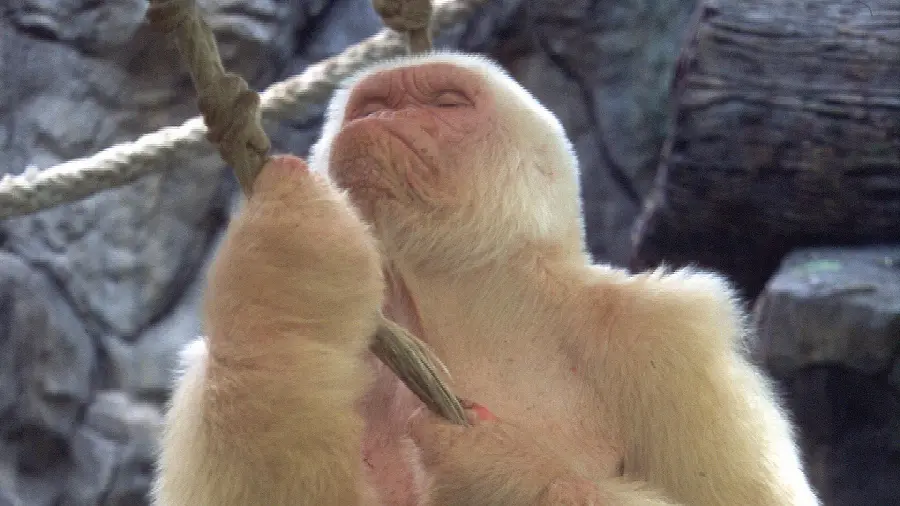 Live and real white gorilla profile picture