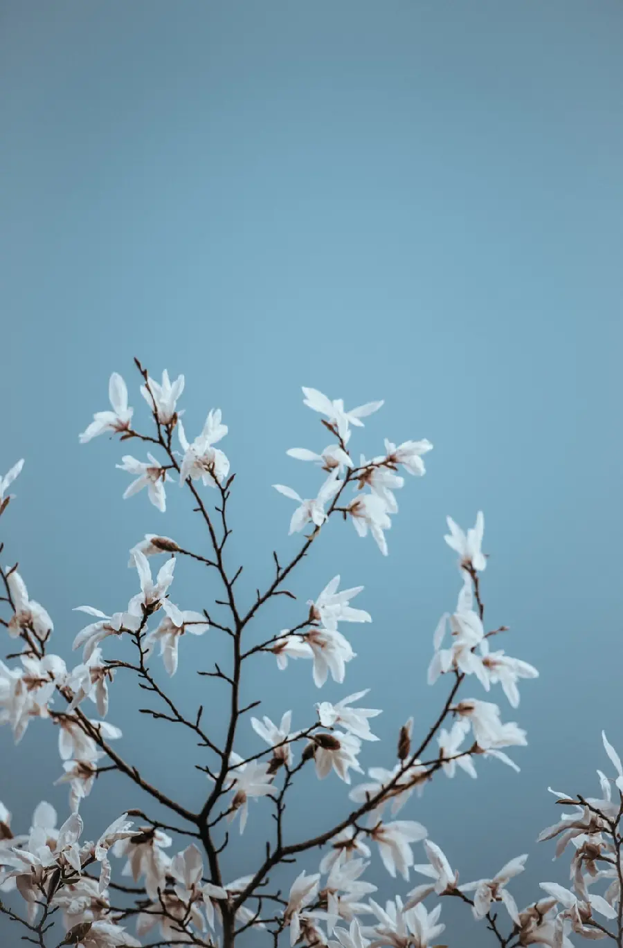 Photo of white flower blossoms