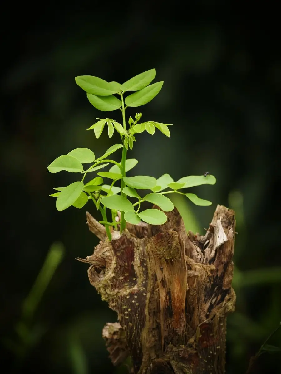 Image of Planting Small Seedlings in Soil on Arbor Day Arboriculture