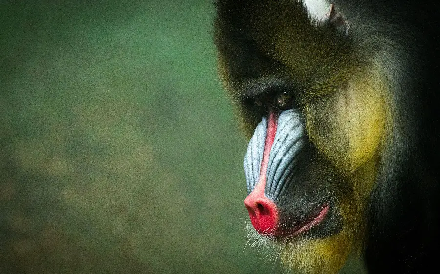 Special and beautiful wallpaper of Mandrill or Baboon