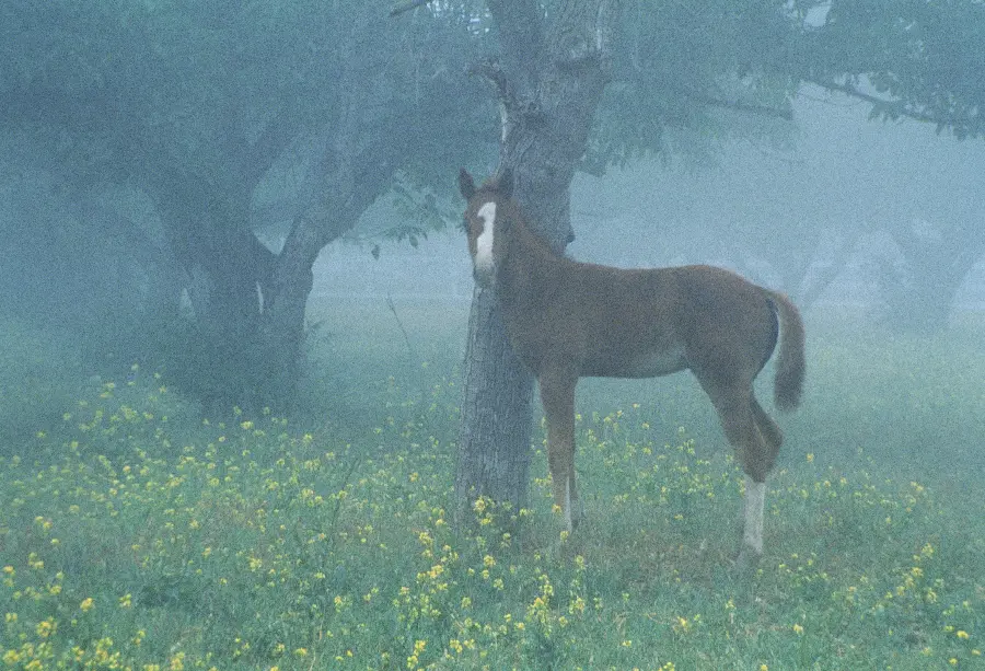 Photo of horse and beautiful animals