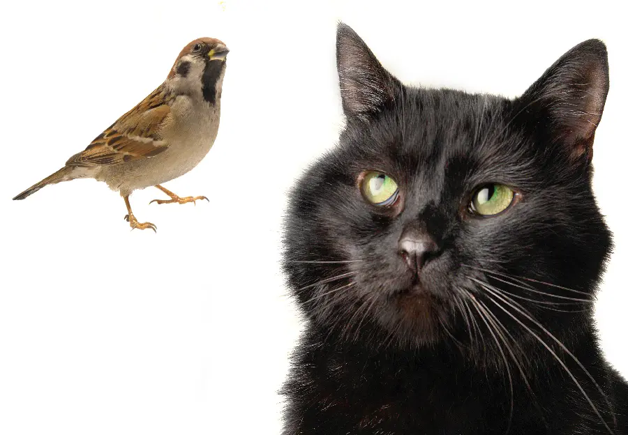 Black Cat Photo Next to Bird