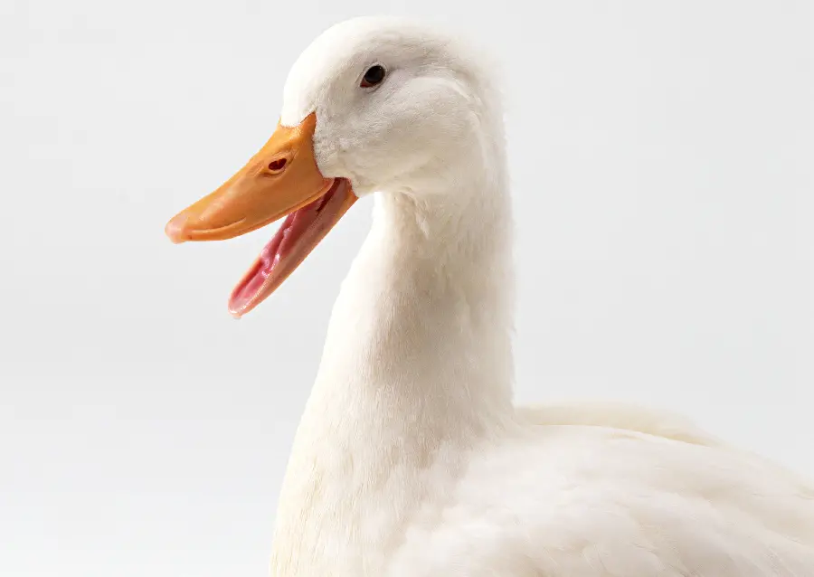 Duck photo in the studio