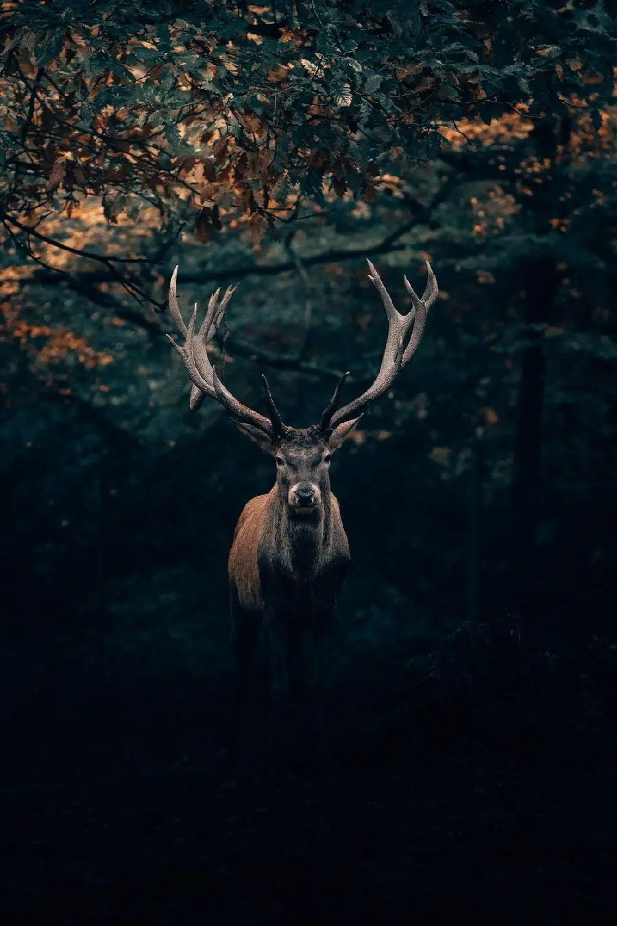 Download Profile Picture of a Male Deer with Long and Impressive Antlers